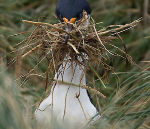 Close up of cormorant, neck and head, carrying a large clump of grass in its beak