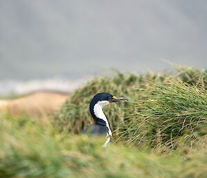 Cormorant walking through grass tussocks