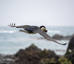 Image of cormorant flying away from photographer, wings spread, holding grass in beak, with sea and rocky islands in background