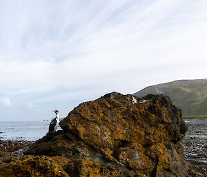 Cormorant perched on rocky outcrop