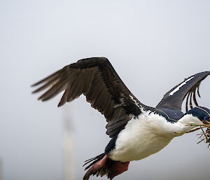 Close up of cormorant flying, wings outstretched and grass in beak