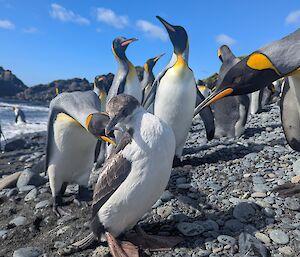Juvenile cormorant on rocky beach surrounded by king penguins. Two closest penguins are pecking at cormorant with their beaks.