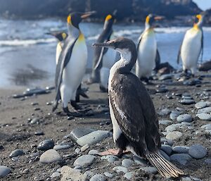 Juvenile cormorant stands on rocky beach with group of five king penguins nearby