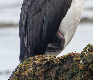 Photo focusses in on bottom half of cormorant perched on rock with right foot lifted and clenched.