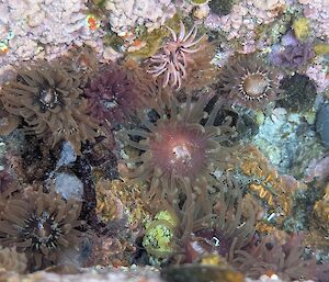 Looking from directly above into rockpool through very clear water, shows many different anemones of pale pink, mauve and tan colours