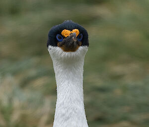 Close up of cormorant, head and neck, looking straight into camera - specifically showing bright blue eyes and yellow mono-brow