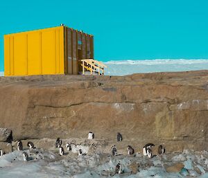 A bright yellow shipping container on a rocky ledge with blue sky in the background and penguins in the foreground