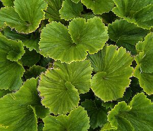 A leafy green plant