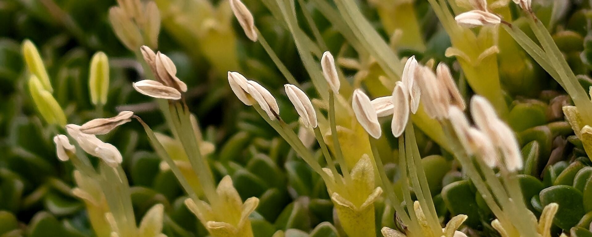 A small, upright plant with white, oblong flowers