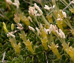 A small, upright plant with white, oblong flowers