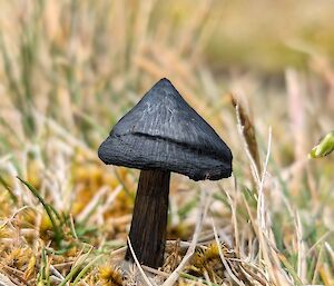 A black fungus with a pyramid-shaped cap