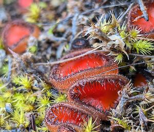 A cluster of small, red insect catching plants similar to the Venus flytrap, with sticky filaments around a round opening
