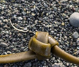 A knot in kelp
