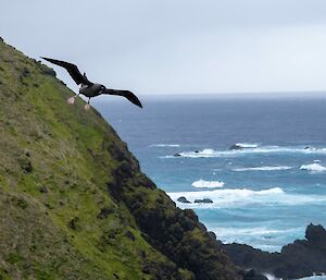 An albatross taking flight from a steep green hillside
