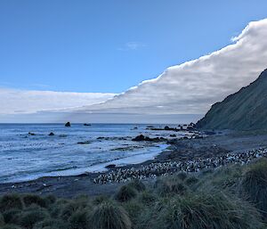 A thick, low band of cloud over a penguin colony beside the ocean