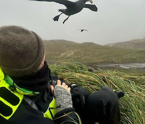 A man lying on the ground in grass tussocks as a giant petrel flies over the top of him