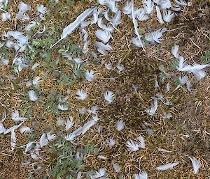 Feathers on the ground