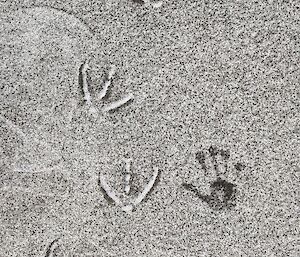 Four large bird foot-prints in sand with a human handprint next to them for size comparison