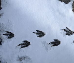 Penguin footprints in the snow