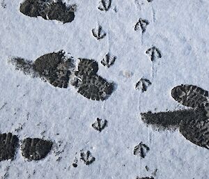 Small bird footprints in snow alongside human bootprints