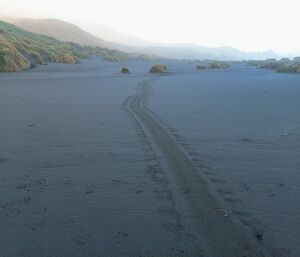 An elephant seal trail in sand showing a wide central track with flipper prints each side