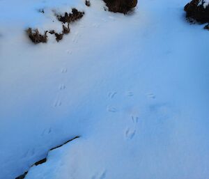 Small bird footprints in snow