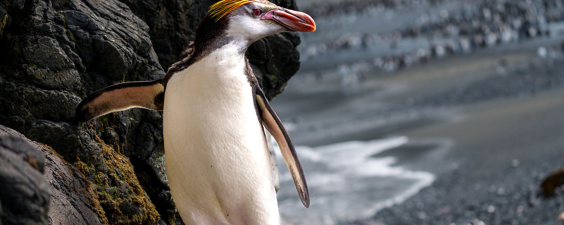 A royal pengiun stands on a rock and looks to the left, rock ledge and black sand beach behind