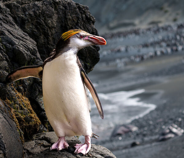 A royal pengiun stands on a rock and looks to the left, rock ledge and black sand beach behind