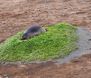 Fur seal sleeps soundly on a moss covered mound