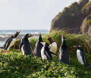 A group of gentoo penguins in the tussocks and calling with heads outstretched