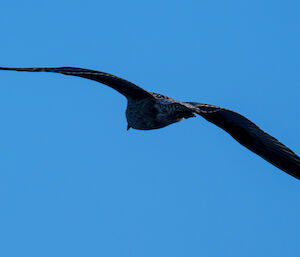 A close up of a giant petrel gliding with winds outstretched