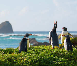 A group of gentoo pengiuns on grassy mound, with sea in background. One penguin is calling with neck outstretched and beak to the sky