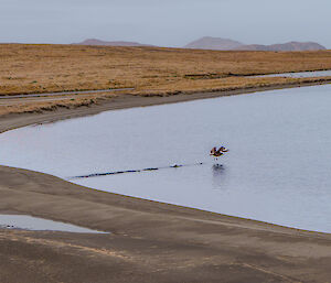 A skewer runs across the surface of a still lake as it tries to lift off to fly