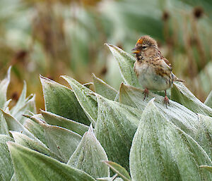 A small red pole bird sits on pointed, pale sage green leaves of Macquarie Island megaherb, the Pleurophyllum hookeri