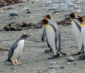 Lone gentoo penguin seems to yell at a group of king penguins