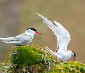 Two Antarctic terns, small white and grey birds with a black hood and red beak and legs, perched on a mossy rock