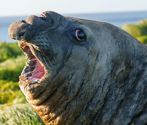 Close up of the face of a male elephant seal, who looks unhappy - mouth wide open and eyes rolled back