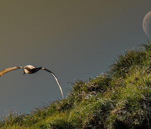 Albatross flies close to the side of a tussock covered slope, with full moon in the background