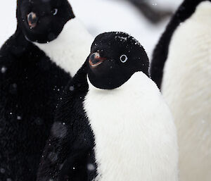 Two black and white penguins looking at the camera