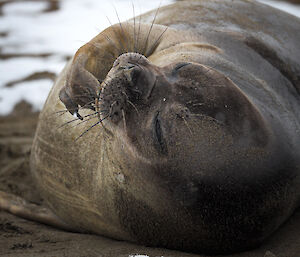 A grey elephant seal lying on its back, eyes closed, scratching its chin