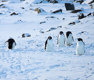 Five black and white penguins stand on a snowy slop with a bulldozer in the background