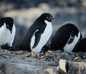 Four black and white penguins stand on a pile of rocks