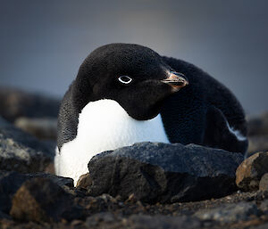 A black and white penguin sitting on the rocky ground