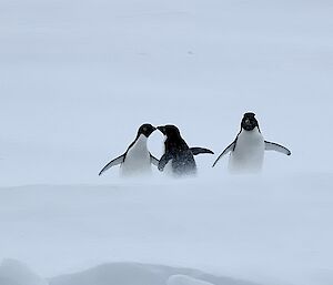 Three penguins in the snow
