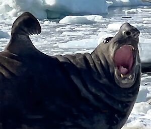A large seal with its mouth open raises its hand to the photographer