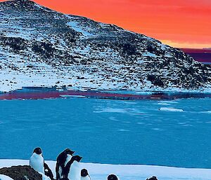 Penguins standing on ice with blue water in the background, a snow-covered rocky outcrop behind that and a rich orange sunset in the distance.