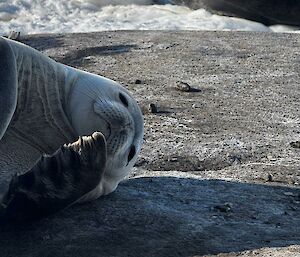 A grey seal lying on a rock with snow in the background