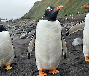 Three gentoo penguins walk in close to look at the camera