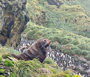 Fur seal sits on a tussock covered mound overlooking a colony of penguins, with large rocky cliff behind
