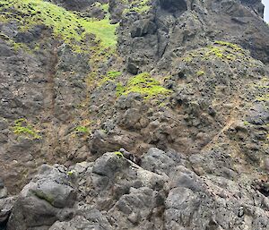 A rocky cliff with a fur seal camouflaged amongst the rocks